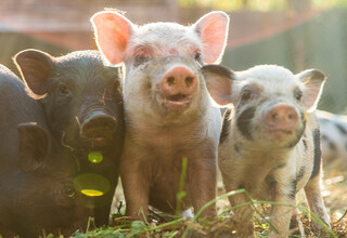Schweineaufzucht Schweineaufzucht