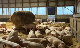 Schweinefleisch-Offenstallhaltung-13