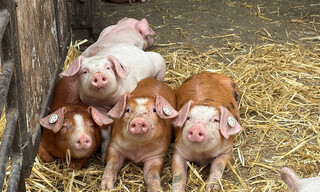 Schweinefleisch-Offenstallhaltung-11