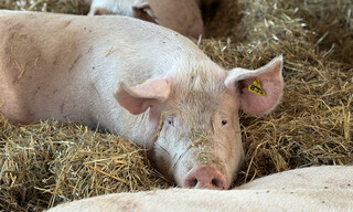 Schweinefleisch-Offenstallhaltung-12