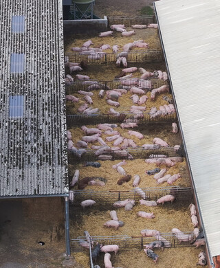 Schweinefleisch-Offenstallhaltung-16