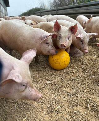 Schweinefleisch-Offenstallhaltung-14