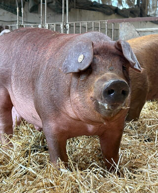 Schweinefleisch-Offenstallhaltung-09